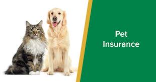 Sportsmen’s Corner: Information on pet insurance